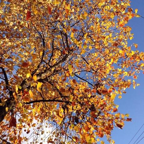 automne Ma semaine en mots et en photos instagram (108), avec un abonnement à un magazine à gagner