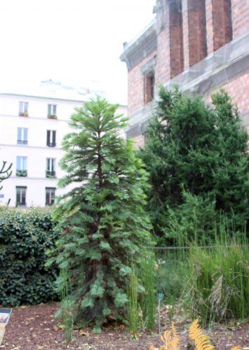 Wollemia nobilis wollemia paris 1 dec 2013 015.jpg