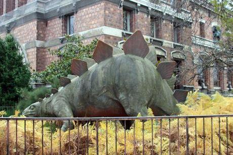 Wollemia nobilis stegosaurus paris 1 dec 2013 014.jpg