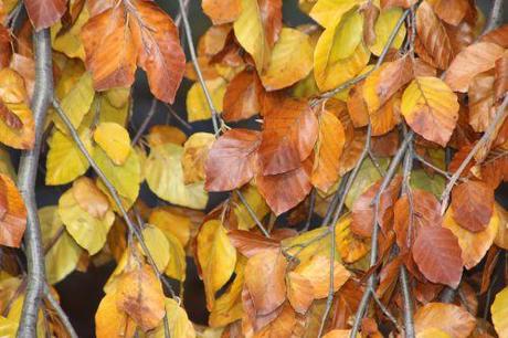 D'or et de bronze x fagus pendula 5 paris 1 dec 2013 250 (5).jpg