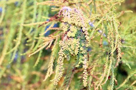 D'or et de bronze taxodium paris 1 dec 2013 234 (11).jpg