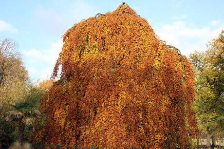 D'or et de bronze x fagus pendula 1 paris 1 dec 2013 250 (7).jpg