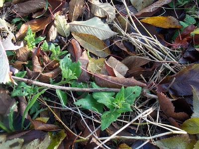 En décembre, il y a encore de la nourriture au jardin