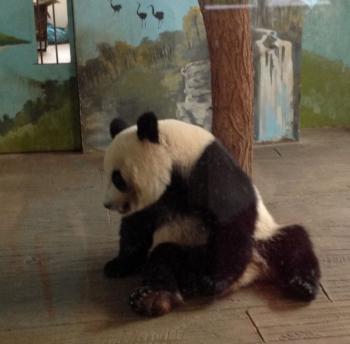 Panda par terre