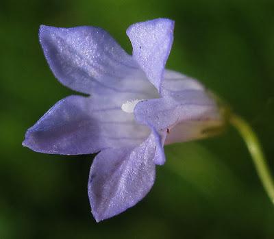 Wahlenbergia hederacea, très rare et protégée en Lorraine