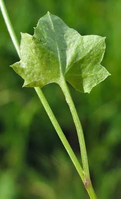 Wahlenbergia hederacea, très rare et protégée en Lorraine