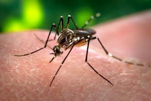 Zika, dengue et chikungunya : traiter avec les huiles essentielles ? Les moustiques femelles, vecteurs de Zika par la salive