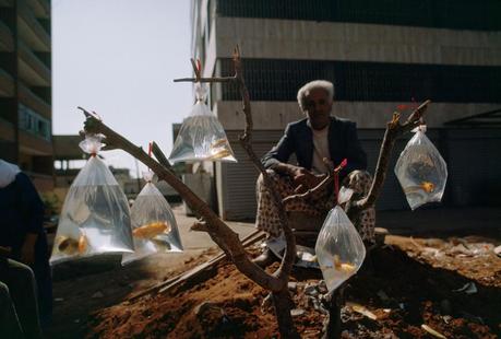 A man sells goldfish in baggies tied to a tree branch in Beirut, Lebanon, February 1983.Photograph by W. E. Garrett, National Geographic