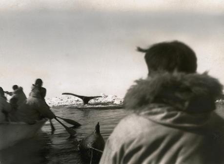 A view of a whale’s fluke as it dives after being harpooned in Point Hope, Alaska, September 1942.Photograph by Froelich G. Rainey, National Geographic