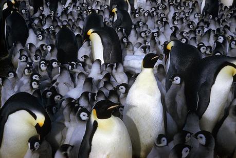 Emperor penguin chicks huddle for warmth with other chicks and adults in Antartica, September 1963.Photograph by Frank Kazukaitis, National Geographic