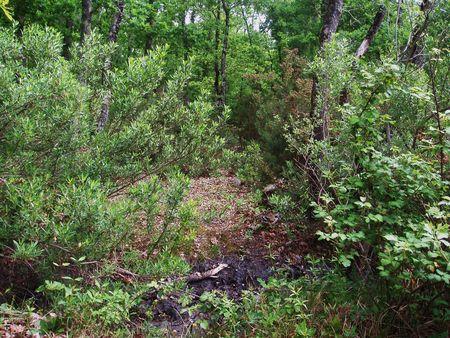 LES FOSSES REPRESENTERAIENT DES NOVEAUX BASSINS DE DECANTATION DES VASES DU BASSIN ? bassins_d_cantation_quinconces_andernos_mai_2008__14_