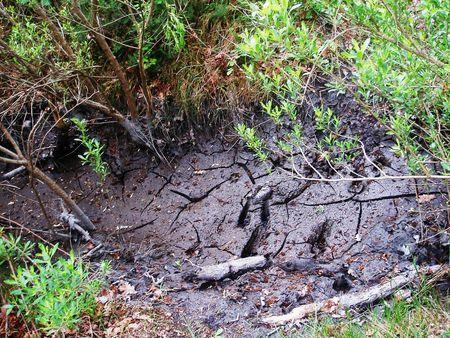 LES FOSSES REPRESENTERAIENT DES NOVEAUX BASSINS DE DECANTATION DES VASES DU BASSIN ? bassins_d_cantation_quinconces_andernos_mai_2008__21_