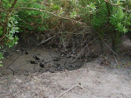LES FOSSES REPRESENTERAIENT DES NOVEAUX BASSINS DE DECANTATION DES VASES DU BASSIN ? bassins_d_cantation_quinconces_andernos_mai_2008__10_