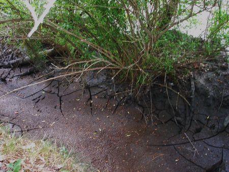 LES FOSSES REPRESENTERAIENT DES NOVEAUX BASSINS DE DECANTATION DES VASES DU BASSIN ? bassins_d_cantation_quinconces_andernos_mai_2008__23_