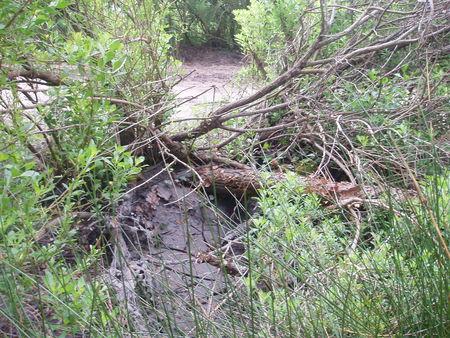LES FOSSES REPRESENTERAIENT DES NOVEAUX BASSINS DE DECANTATION DES VASES DU BASSIN ? bassins_d_cantation_quinconces_andernos_mai_2008__24_