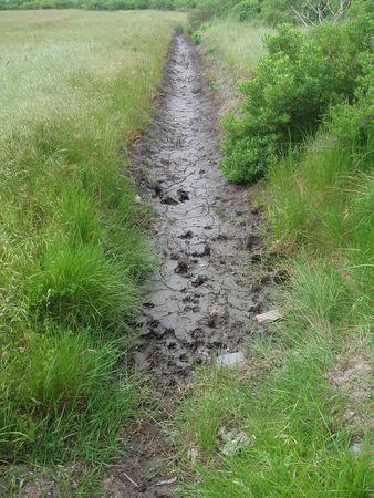 LES FOSSES REPRESENTERAIENT DES NOVEAUX BASSINS DE DECANTATION DES VASES DU BASSIN ? bassins_d_cantation_quinconces_andernos_mai_2008__25_