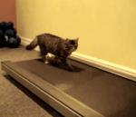 vidéo deux chats tapis roulant