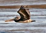 pelican-vol