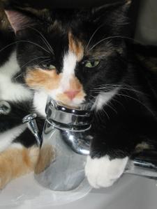 Qu'il est beau le lavabo Qu'il est beau le lavabo