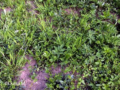 Dunia a disparu 13508potagerprairie.1210660866.jpg