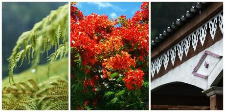 fougére arboricole, flamboyant, case créole