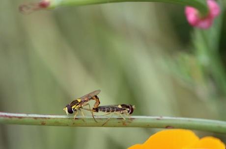 accouplement de syrphe accouplement de syrphe