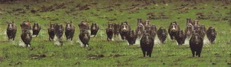 Battue au sanglier sanglier