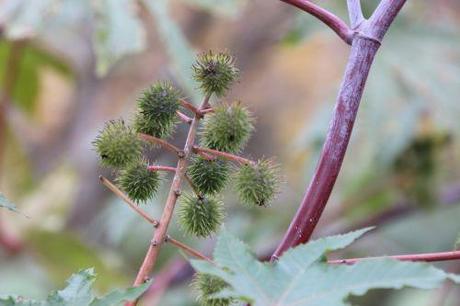 Ricinus communis 4 ricinus paris 1 dec 2013 053.jpg
