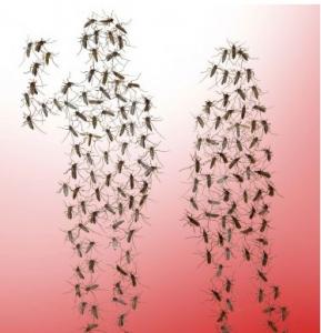 PALUDISME: De nouveaux leurres odorants pour berner le moustique – Cell