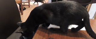 Augustine nous présente Le café des chats à Paris Augustine nous présente Le café des chats à Paris