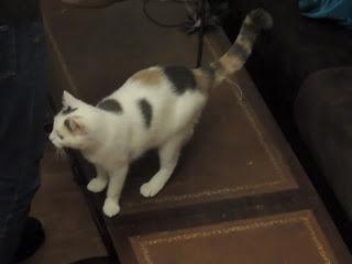 Augustine nous présente Le café des chats à Paris Augustine nous présente Le café des chats à Paris