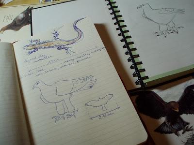 Le dessin naturaliste Le dessin naturaliste