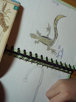 Le dessin naturaliste Le dessin naturaliste