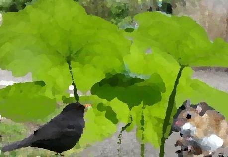 Le merle et la mulotte Sourismerle