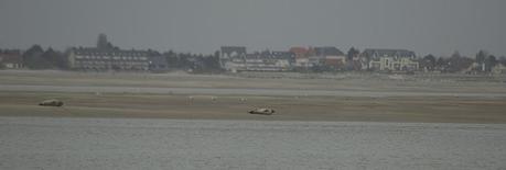 A la rencontre des phoques de la Baie de Somme A la rencontre des phoques de la Baie de Somme