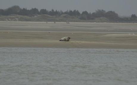 A la rencontre des phoques de la Baie de Somme A la rencontre des phoques de la Baie de Somme