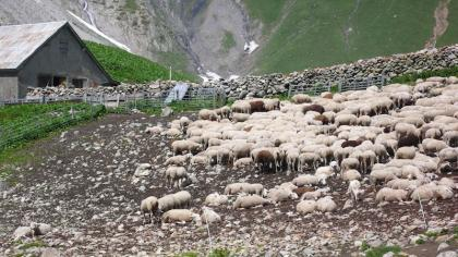 Moutons et patou dans les écrins Moutons et patou dans les écrins