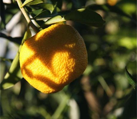 ユズ yuzu ユズ yuzu