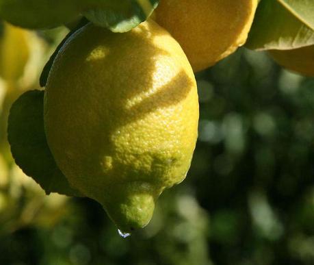 Limone di Procida Limone di Procida