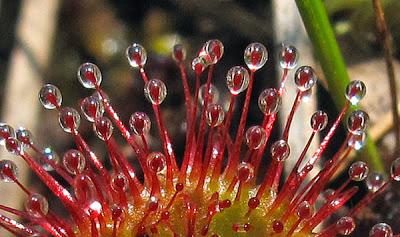 Drosera rotundifolia (Rossolis ou Drosère à feuilles rondes)