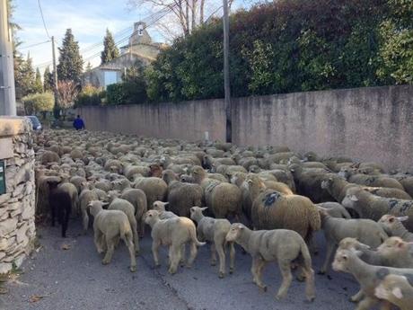 J'ai rencontré des moutons... J'ai rencontré des moutons...