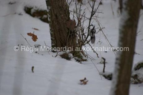 mésange longue queue neige 585x390 7 astuces pour la photographie animalière en hiver