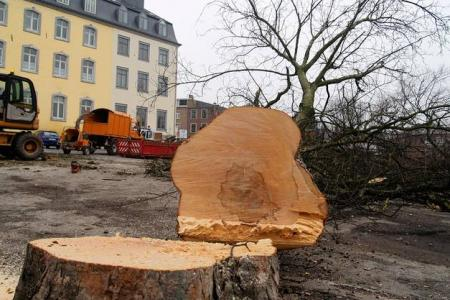 Arbre remarquable abbatu Arbre remarquable abbatu