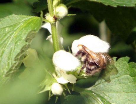 Lamium 1 lamium bourdon romi 23 sept 2010 022.jpg