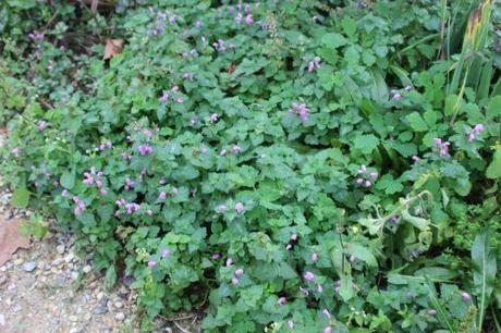 Lamium 5 lamium rose paris 1 dec 2013 067 (1).jpg