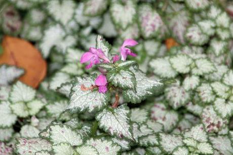 Lamium lamium maculatum paris 1 dec 2013 073 (2).jpg