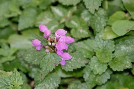Lamium 6 lamium rose paris 1 dec 2013 067 (3).jpg