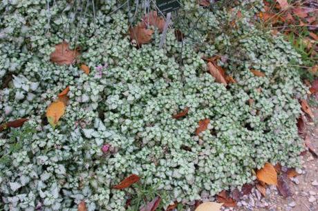 Lamium lamium maculatum paris 1 dec 2013 073 (1).jpg