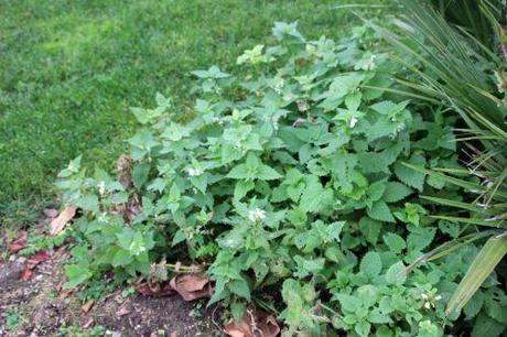 Lamium 2 lamium album paris 1 dec 2013 071 (1).jpg