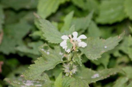 Lamium 3 lamium album paris 1 dec 2013 071 (2).jpg
